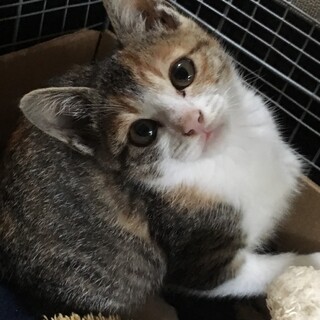 美人な三毛猫ちゃん♡生後2ヶ月程