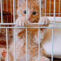 淡路っこ♪タキちゃん♪里親絶賛募集中！
