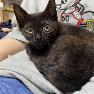 黒いぽやぽや　オレオくん　推定2ヶ月