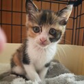 可愛いメスの三毛猫chan!!
