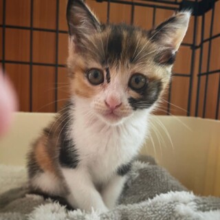 可愛いメスの三毛猫chan!!