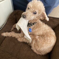 マギーさん、悲しみの淵から抜け出せないw