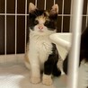募集停止三毛猫のみーちゃんです。 サムネイル1