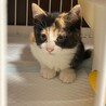 募集停止三毛猫のみーちゃんです。 サムネイル2