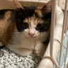 募集停止三毛猫のみーちゃんです。 サムネイル3
