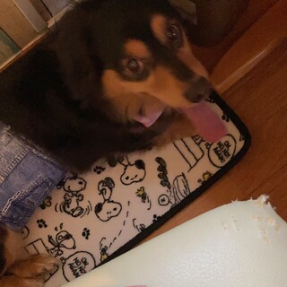 MIX今年11歳オス