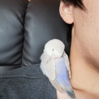 コザクラインコの里親