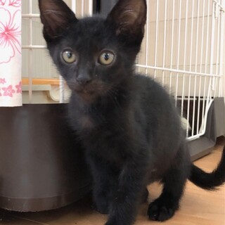 元気いっぱい甘えんぼの　モカ君