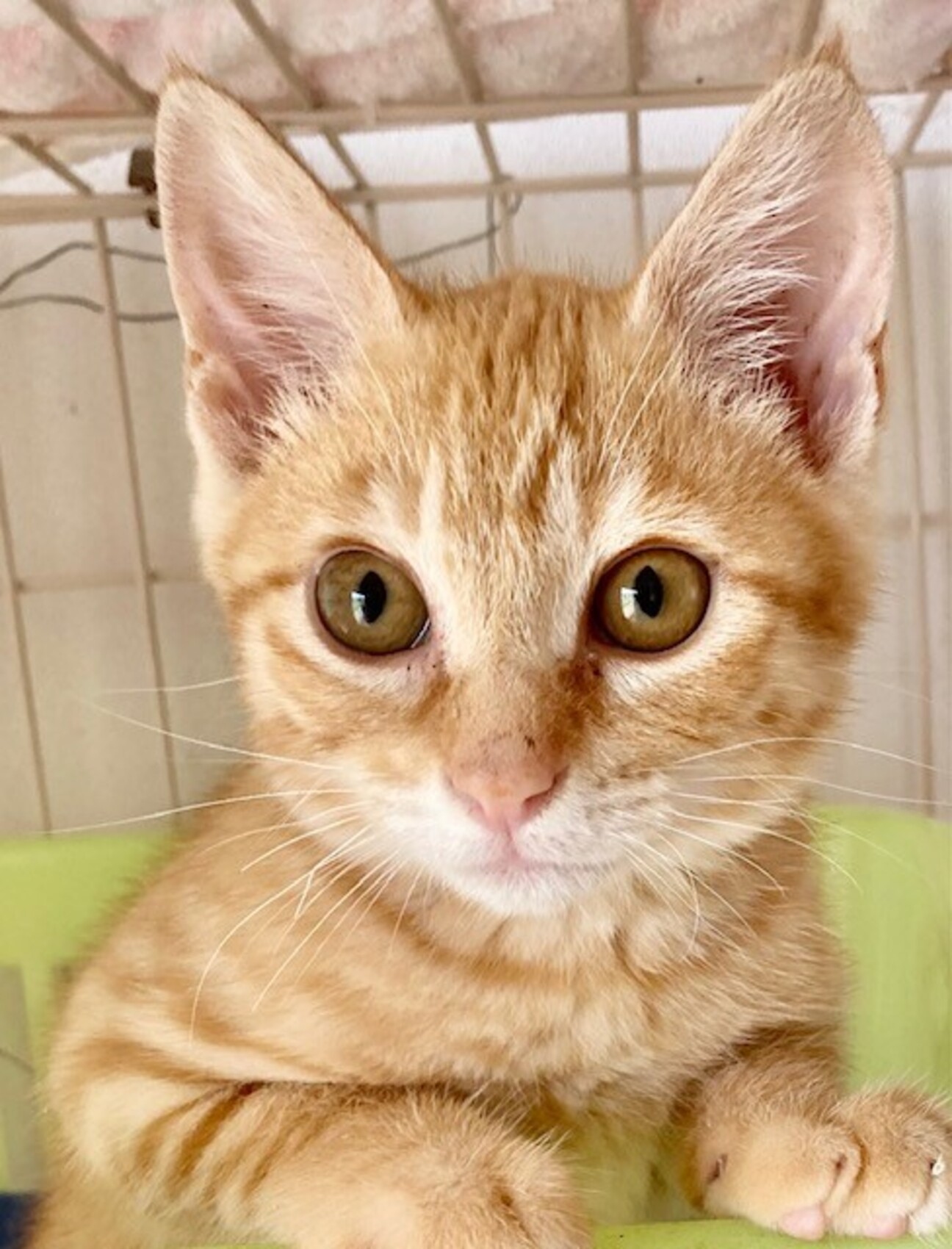 ふんばり親子猫 茶トラ 茶トラ子猫」広島県 - 猫の里親募集(369720) :: ペットのおうち