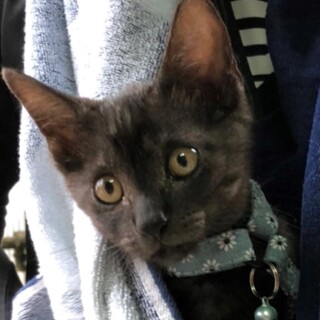 幸運なチビにゃん、希少な毛色のスティーブ君！