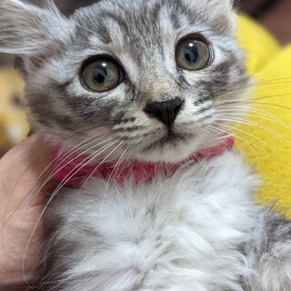 ピンクちゃん　好奇心旺盛な女の子【動画】