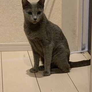 ロシアンブルー メス 成猫