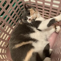 うらしまたろう