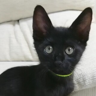 ツンデレ気味の甘えん坊黒猫★キイくん