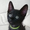 ツンデレ気味の甘えん坊黒猫★キイくん サムネイル2