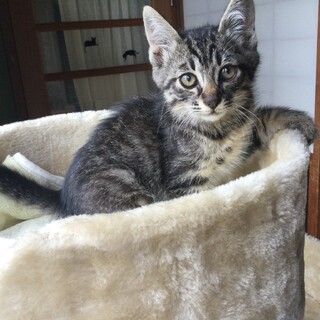 超人懐こいキジトラの男の子♪