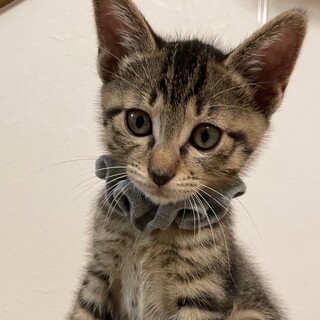 遊ぶの大好き！食いしん坊のキジトラ★コーンくん