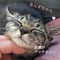 阪急吹田駅近　猫の譲渡会 サムネイル2