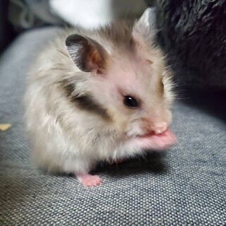 シルバーグレー長毛メス