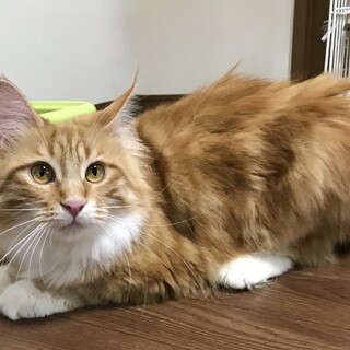 甘えん坊メインクーンのリリちゃん2歳