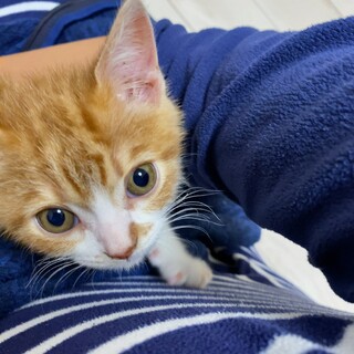 男の子、7ヶ月甘えん坊さん