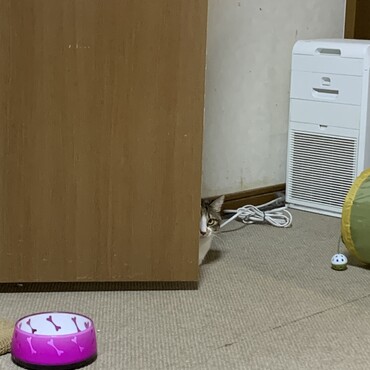 ひょっこりにゃん