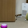ひょっこりにゃん