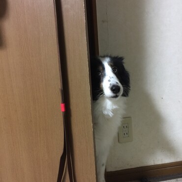 ひょっこりわん。
