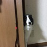 ひょっこりわん。