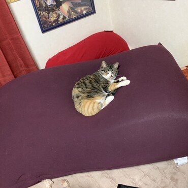 ヨギボーを愛用する猫