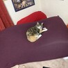 ヨギボーを愛用する猫