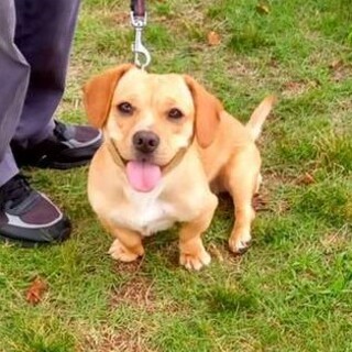 優しい里親様に出会えました。MIX♂いち