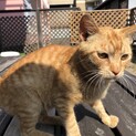 人懐っこいトラちゃん