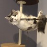 サイベリアンの男の子　もうすぐ3歳