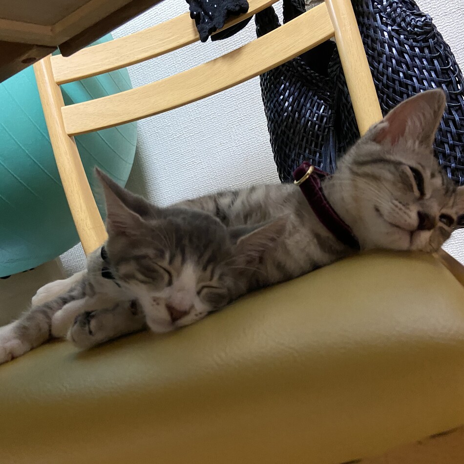 IZUKUのカバー写真
