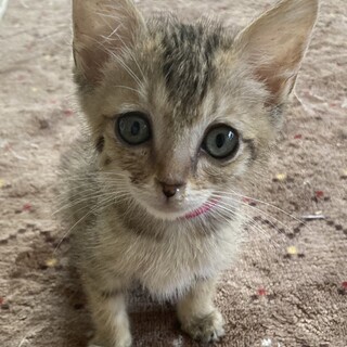 ありがとうございました★小さなキジ虎　まいちゃん