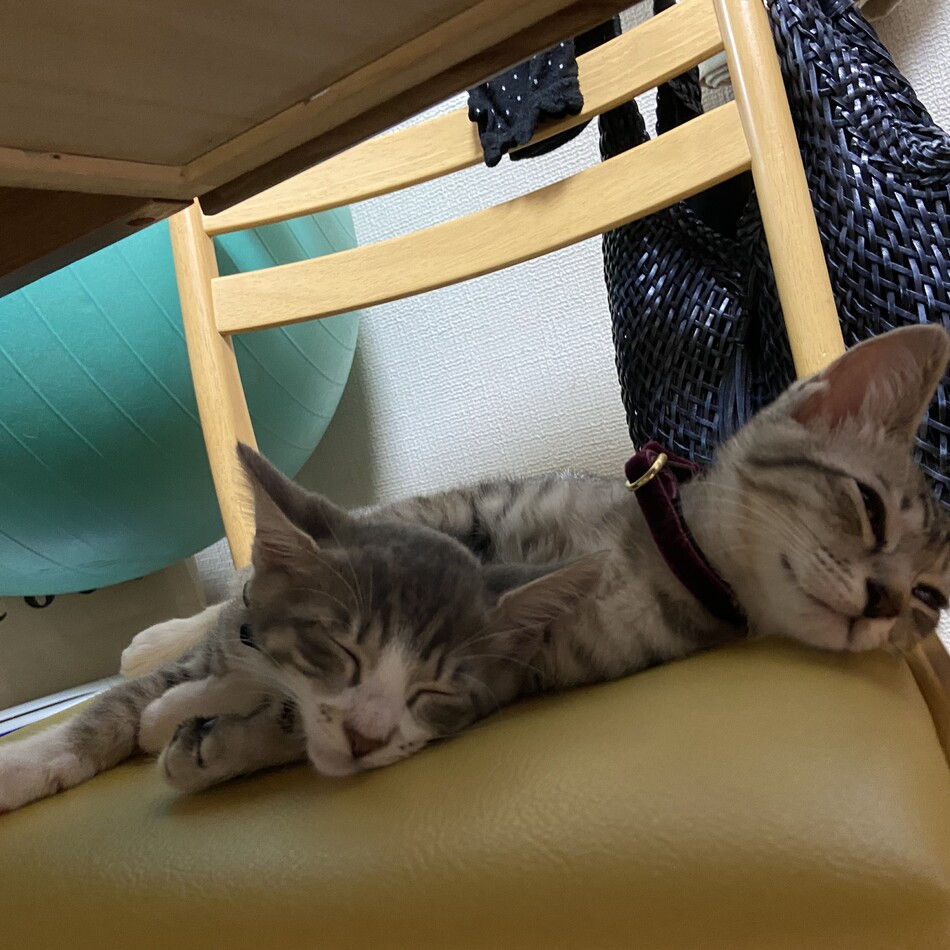 MOZUKUのカバー写真