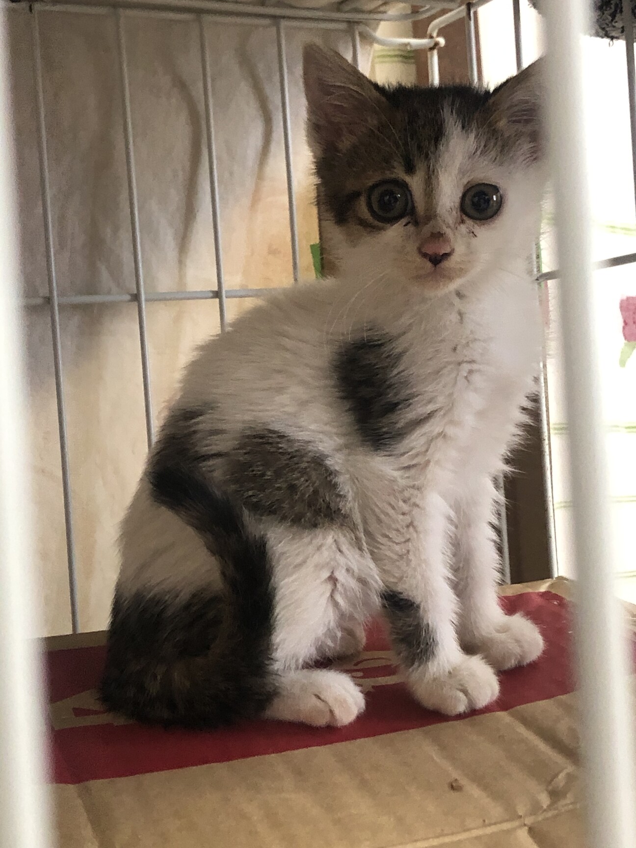 まんまるおめめの美人 キ 静岡県 猫の里親募集 ペットのおうち 月間利用者150万人