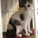 まんまるおめめの美人　キキちゃん