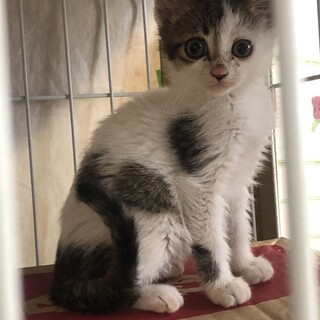 まんまるおめめの美人　キキちゃん