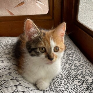 ♀三毛猫ちゃんの里親募集