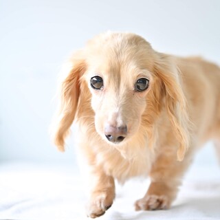 ミニチュア ダックスフンド 犬 の里親募集情報 ペットのおうち 月間利用者150万人