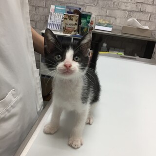 活発な黒白ハチワレ男の子