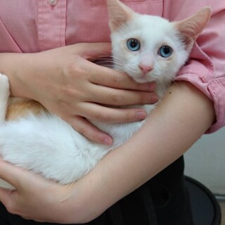 「7/4譲渡会】綺麗なブルーアイの男の子