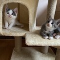 姉妹２匹　里親募集中