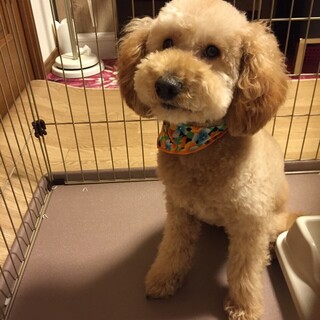 トイプードル⭐️オス里親募集