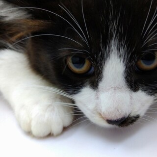 白黒男の子イケメンです