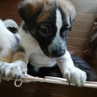 5月10日生まれのやんちゃな舷(げん）くん