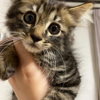 里親様決まりました♡可愛い長毛子猫