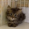 里親様決まりました♡可愛い長毛子猫 サムネイル2